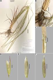 Image result for Agrostis lachnantha