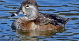 Grey Bird With Black And White Striped Head Female Ring Necked Duck Duck Identification Duck Species Duck