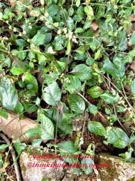Image result for Pupalia micrantha
