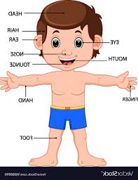 Going from head to toes. Wz 5656 Human Body Parts Diagram Free Diagram