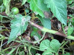Find the perfect tomato blight stock photos and editorial news pictures from getty images. Late Blight Disease Found On Indiana Tomato Samples Purdue University