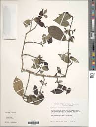 Image result for Canthium oligocarpum