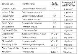 Freshwater Puffer Care Sheet