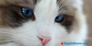 Yellow cat eyes close up detail. Ragdoll Cat Facts 12 Things You Probably Didn T Know About Ragdolls