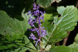 Image result for Plectranthus chimanimanensis