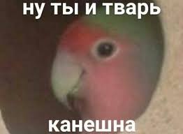 ну что ж ты страшная такая ты такая страшная Pin Ot Polzovatelya Honey Na Doske Popug Memy Smeshnye Memy Smeshnye Rozhi