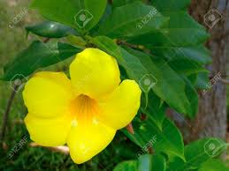 Image result for Allamanda schottii