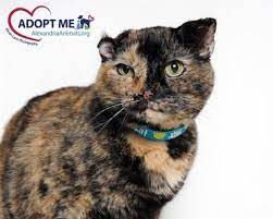 Petharbor Com Animal Shelter Adopt A Pet Dogs Cats Puppies Kittens Humane Society Spca Lost Found Cats Animal Shelter Humane Society