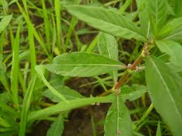 Image result for Alternanthera sessilis