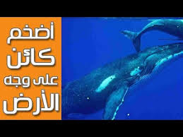 Maybe you would like to learn more about one of these? Ø§Ù„Ø­ÙˆØª Ø§Ù„Ø£Ø²Ø±Ù‚ Ø£Ø¶Ø®Ù… Ø§Ù„ÙƒØ§Ø¦Ù†Ø§Øª Ø¹Ù„Ù‰ ÙˆØ¬Ù‡ Ø§Ù„Ø£Ø±Ø¶ Youtube