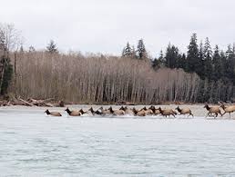 Olympic Peninsula Fish Runs Timing Chart Salmon And Steelhead