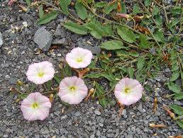 Image result for Convolvulus goyderi