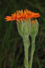 Image result for Criscianthus