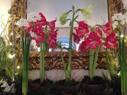 Spectacular deep red flowers with white stars and chartreuse. Amaryllis Care Growing And Caring For Amaryllis Plants The Old Farmer S Almanac