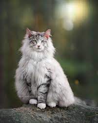 Maybe you would like to learn more about one of these? Meet My Norwegian Forest Cat Aslan As Mighty As The Lion He S Named After Cats