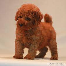 Red dirt doodles & poodles is a small family kennel located in the heartland of central oklahoma. Mini Red Poodles For Sale Akc Poodles Scarlet S Fancy Poodles Poodle Red Poodle Puppy Red Poodles