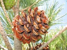 2007 12 Pine Nut Tree Fruit Trees Edible Plants