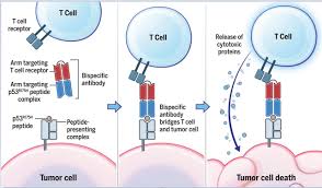 As soon as your crab starts to open up about something, put away all distractions and put 100% of your attention on him. Soria On Twitter 2 Publications Demonstrate How To Build Bispecific Antibodies That Recognise Peptides Derived From Mutant P53 Or Ras Amp Engage Antitumour T Cell Response These Two Studies Open Up A