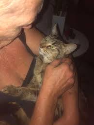 My little girl is injured and run away from Mount Peter Rd edmonton she  will be hiding somewhere, can you please keep an eye out around your yards  she comes to bubba