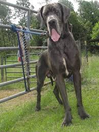 Find great dane puppies in canada | visit kijiji classifieds to buy, sell, or trade almost anything! Blue Great Dane Puppies For Sale Change Comin