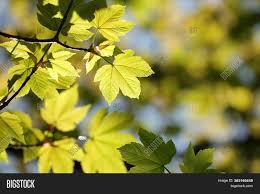 Yellowing leaves is the classic sign of overwatering, and it's a common cause of calathea leaves turning yellow. Maple Leaves Spring Image Photo Free Trial Bigstock