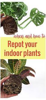 When And How To Repot Your Indoor Plant The Right Way Big Indoor Plants Houseplant Bigindoorplantshouseplant Whe In 2021 Plants Repotting Plants House Plant Care