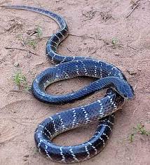 Black And White Striped Snake Texas Pin On Woo Banishment Eye Rolling Exposing W O O Evolutionary Biology Sciences All Things Snake