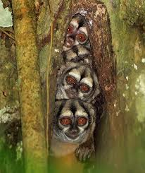 The Amazon Rainforest Pics Trunk 25 Feet Above The Floor Of The Ecuadorian Amazon Rainforest Cute Animal Pictures Animals Beautiful Animal Pictures