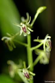 Image result for Liparis bowkeri