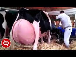 10 Jenis Sapi Paling Unik Di Dunia Youtube