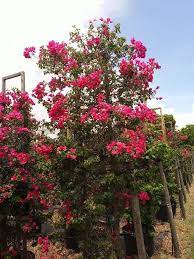 Bougainvillea Plant For Sale In Stuart Fl Offerup Bougainvillea Plant Bougainvillea Plant Sale
