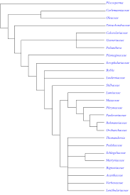 Image result for Crepidorhopalon rupestris