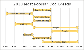 How To Create A Funny Dog Breeds Lifespan Chart In Excel Life Expectancy Chart Dog Breeds Dogs