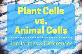Maybe you would like to learn more about one of these? Plant Cells Vs Animal Cells With Diagrams Owlcation