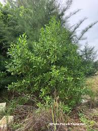 Image result for Dodonaea viscosa