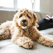 Image result for labradoodle
