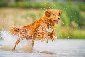 Check spelling or type a new query. Nova Scotia Duck Tolling Retriever Hunderasse N Bilder Charakter Und Wesen
