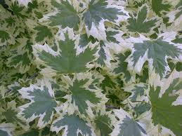 Firefall™ maple has green foliage throughout the season. Varigated Norway Maple Tree Farm Nursery Sale Mn Arbor Hill Tree Farm