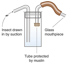 Citizen science and global biodiversity: 3 Collecting insects ...