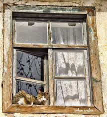 Acik Pencere Tatli Kedi Keyif Yapmak Openwindow Sweetpussy Make Youenjoy Erkanarslan Painting Art Decor