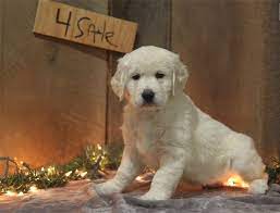 14 miles steven archer lisburn antrim. Outstanding Golden Retriever Puppies Golden Retriever For Sale Near Me In Ballycastle Mypetzilla Uk