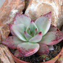 Суккулентные растения, сайт петра лапшина. Especies Identificadas Echeveria