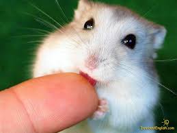 Pin On Cute Lil Animals