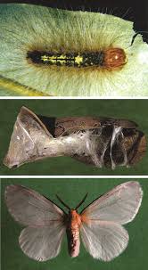 Check spelling or type a new query. Eloria Subapicalis 1 Caterpillar On Erythroxylum Suberosum In The Download Scientific Diagram