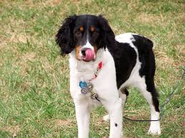 Spaniels are very active and inquisitive dogs, always ready for adventure. Cdeaiuxpoho2lm