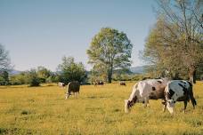 Mighty Moo Festival 2026