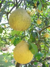 Image result for Limosella maior