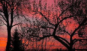 Red epic ® & red one ® are the ultrahd 5k and 4k digital cinema cameras used to shoot major hollywood. Abendstimmung Sunset Winter More Sky Red Sky Branches Branch Log Tree Aesthetic Contrasts Pikist