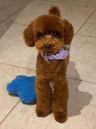 We started in standards but have made the move to smaller sizes. Texas Red Poodles