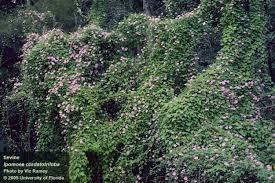 Image result for Ipomoea vernalis